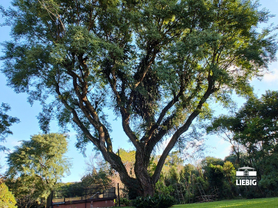 Árbol Centenario, Nuestra Tipa
