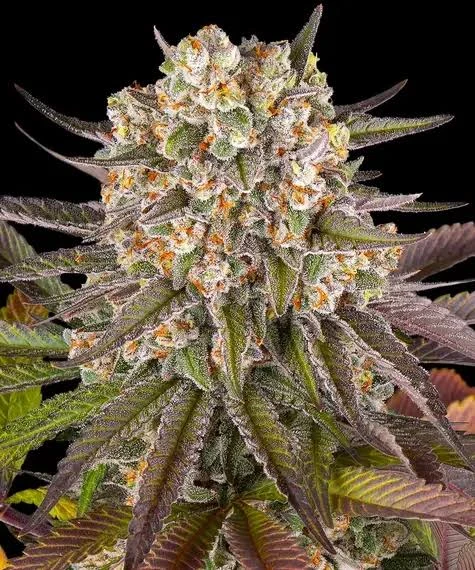 Semillas de variedad indica