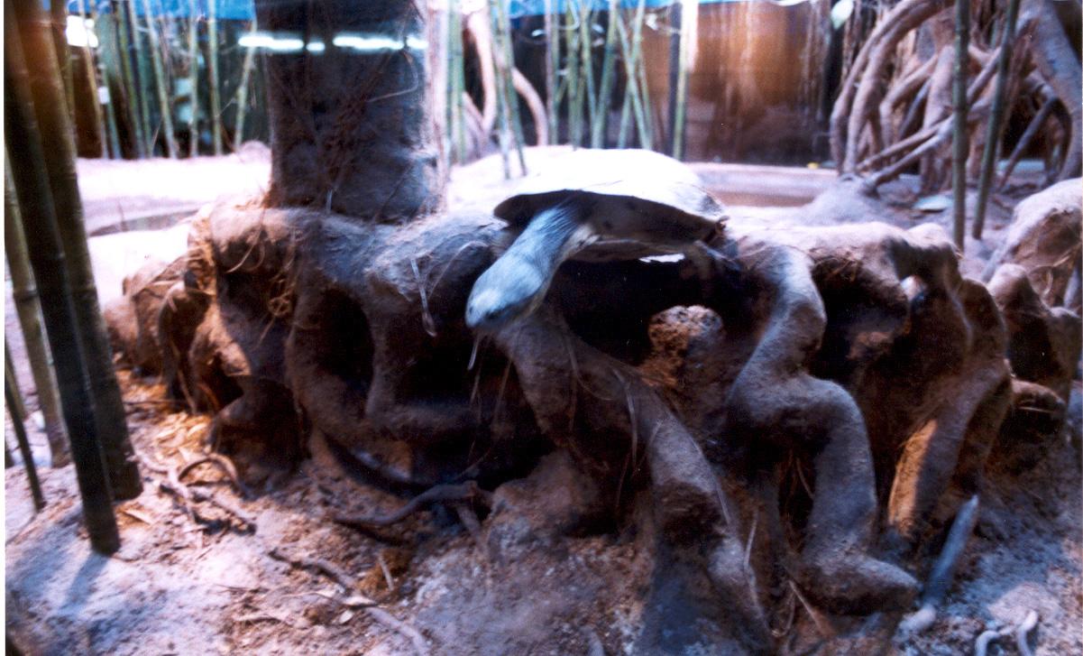Ambientación de recinto para tortugas gigantes.