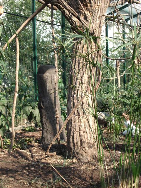 Comederos para aves símil árbol.