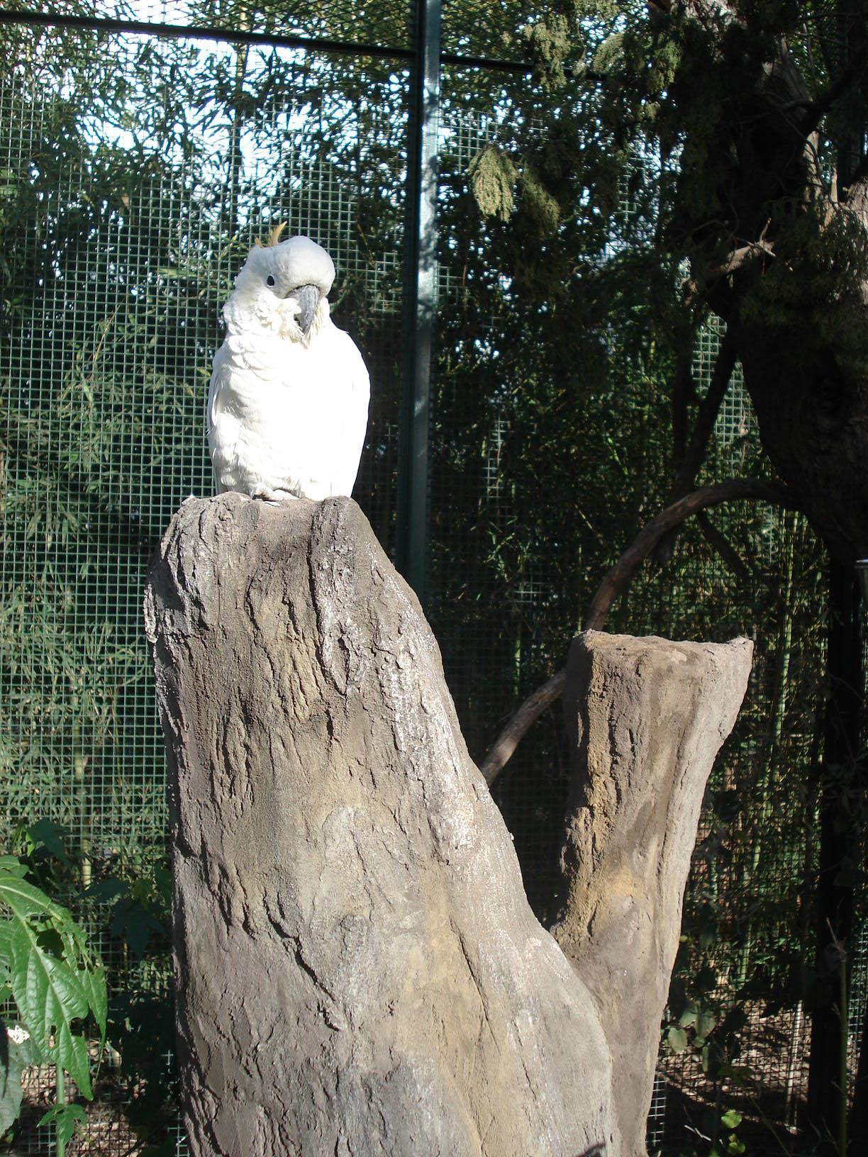 Comederos para aves símil árbol.