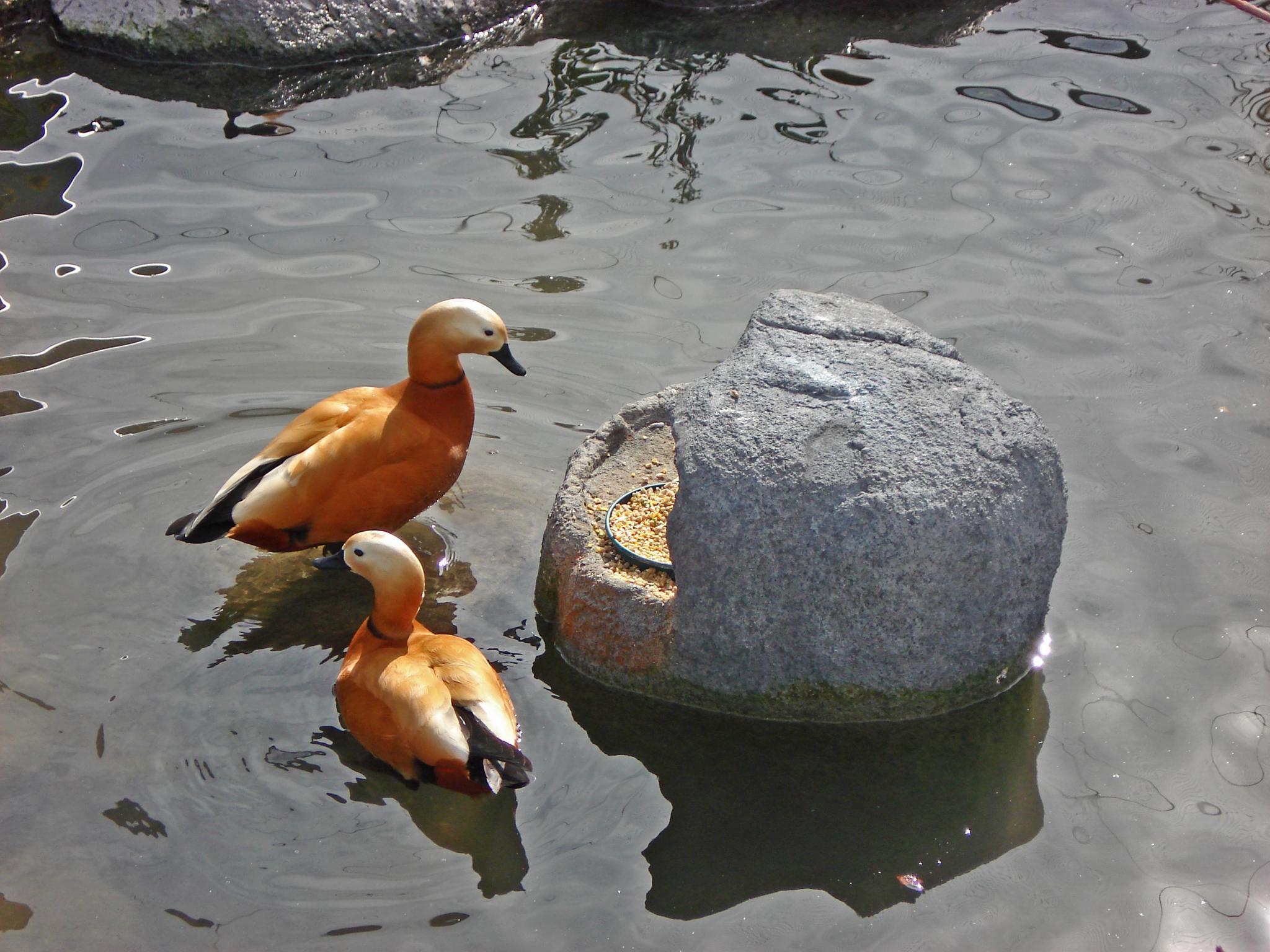 Comederos para aves símil roca.