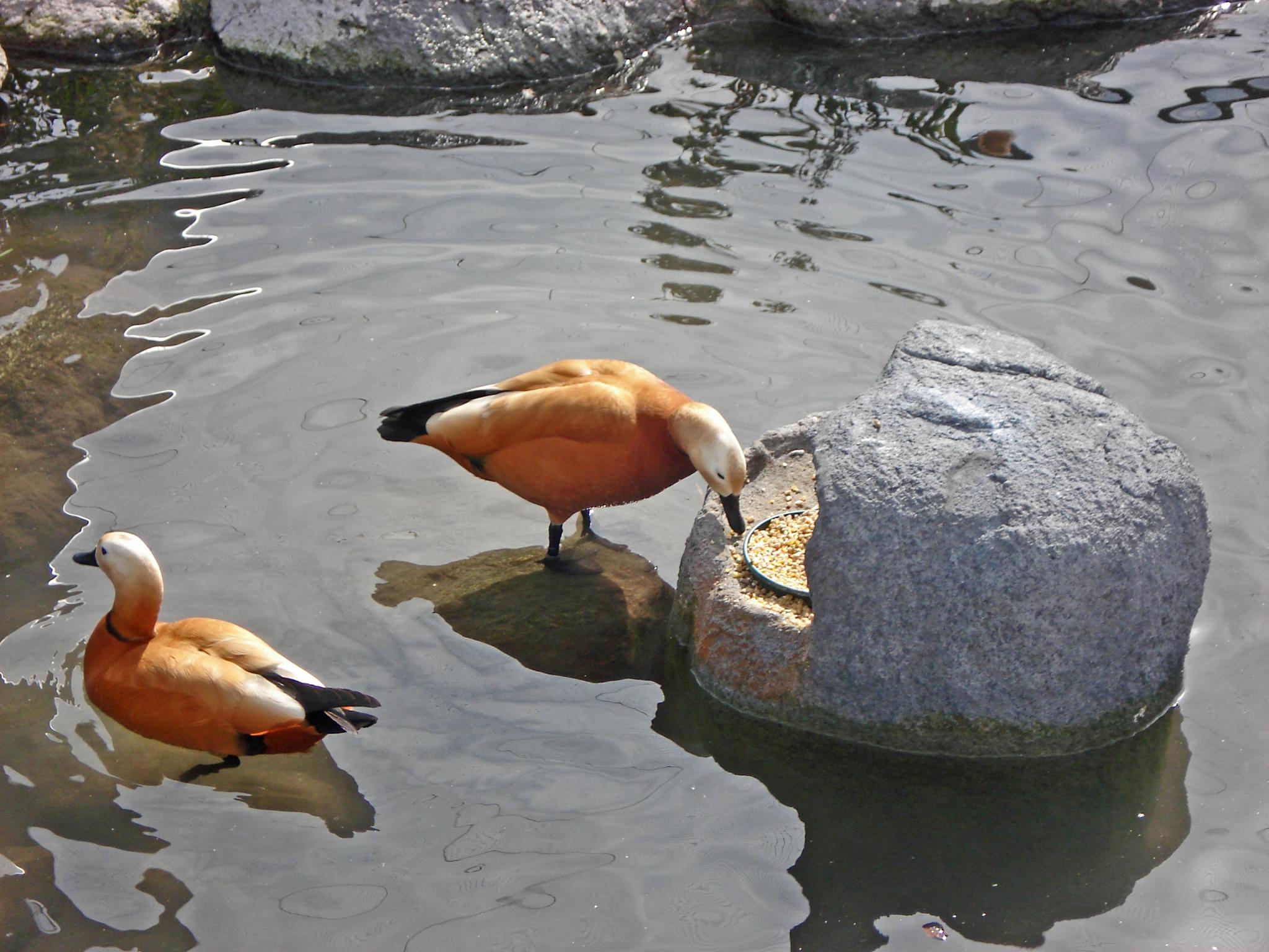 Comederos para aves símil roca.