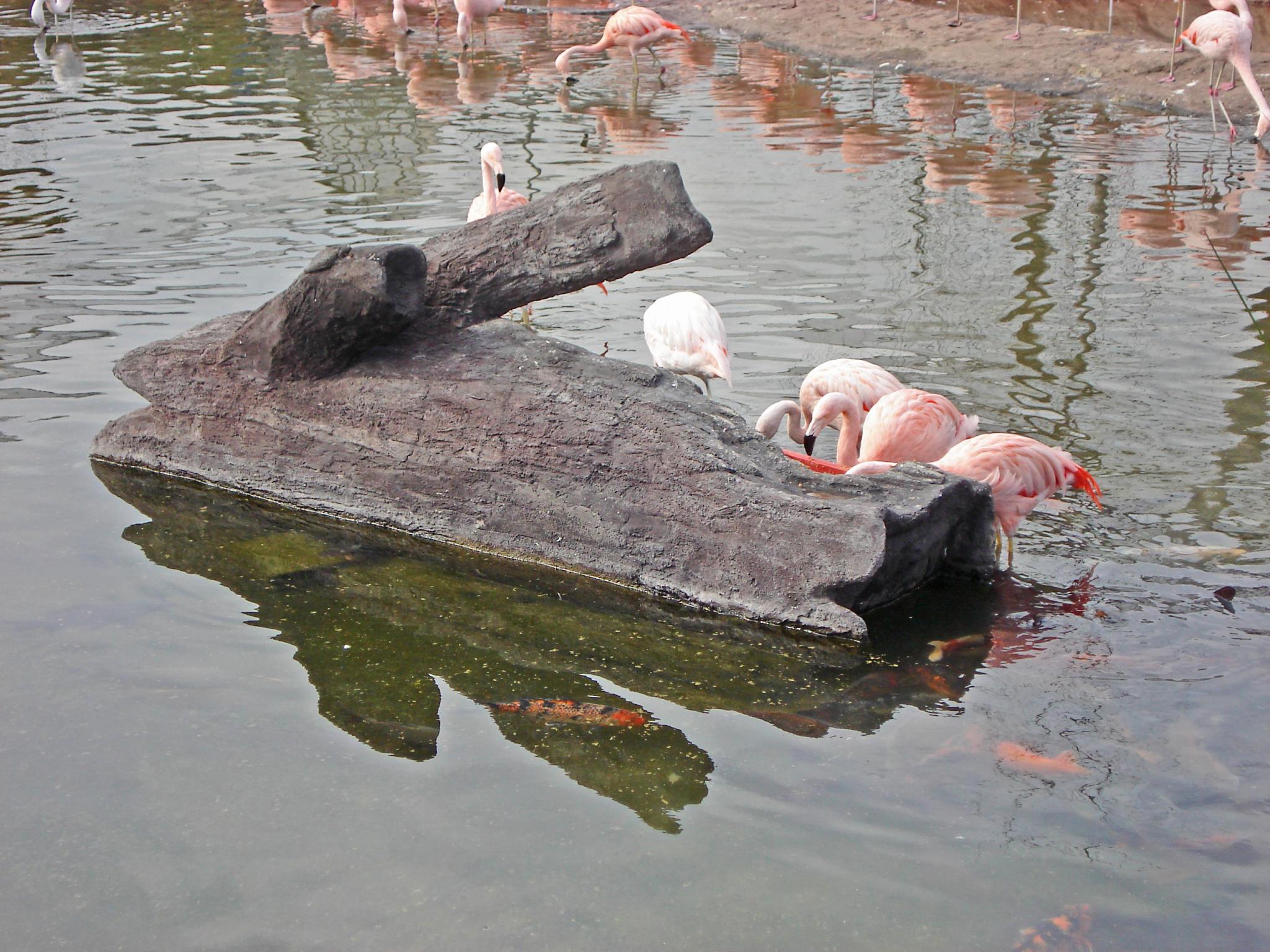 Comederos para aves símil tronco.