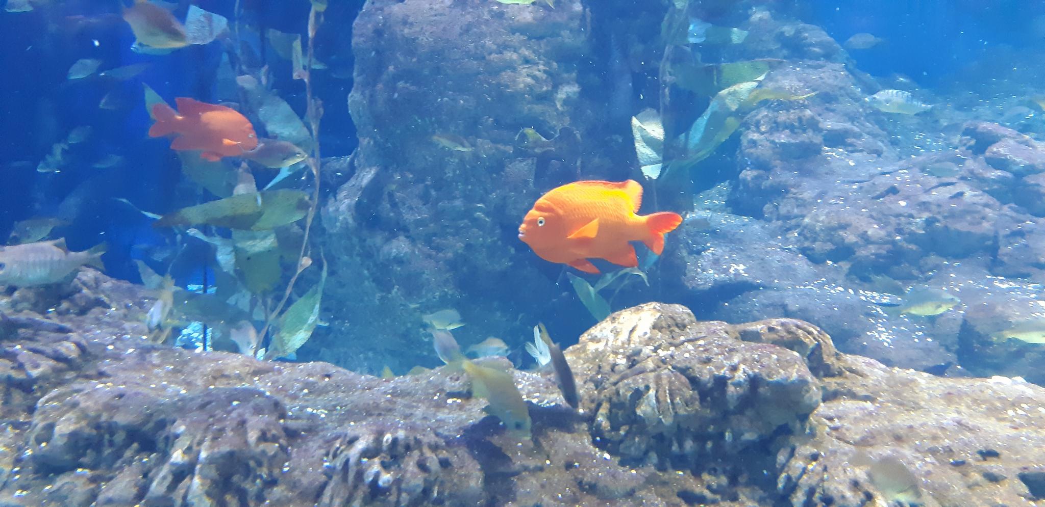 acuario valencia
