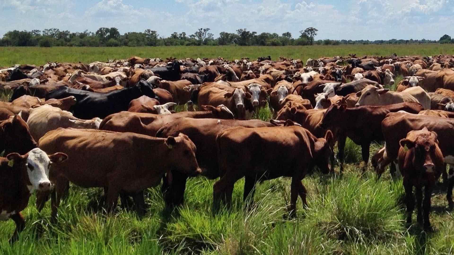 Ref_423 - 1.000 Ha. Ganadero - Berón de Astrada - Corrientes 