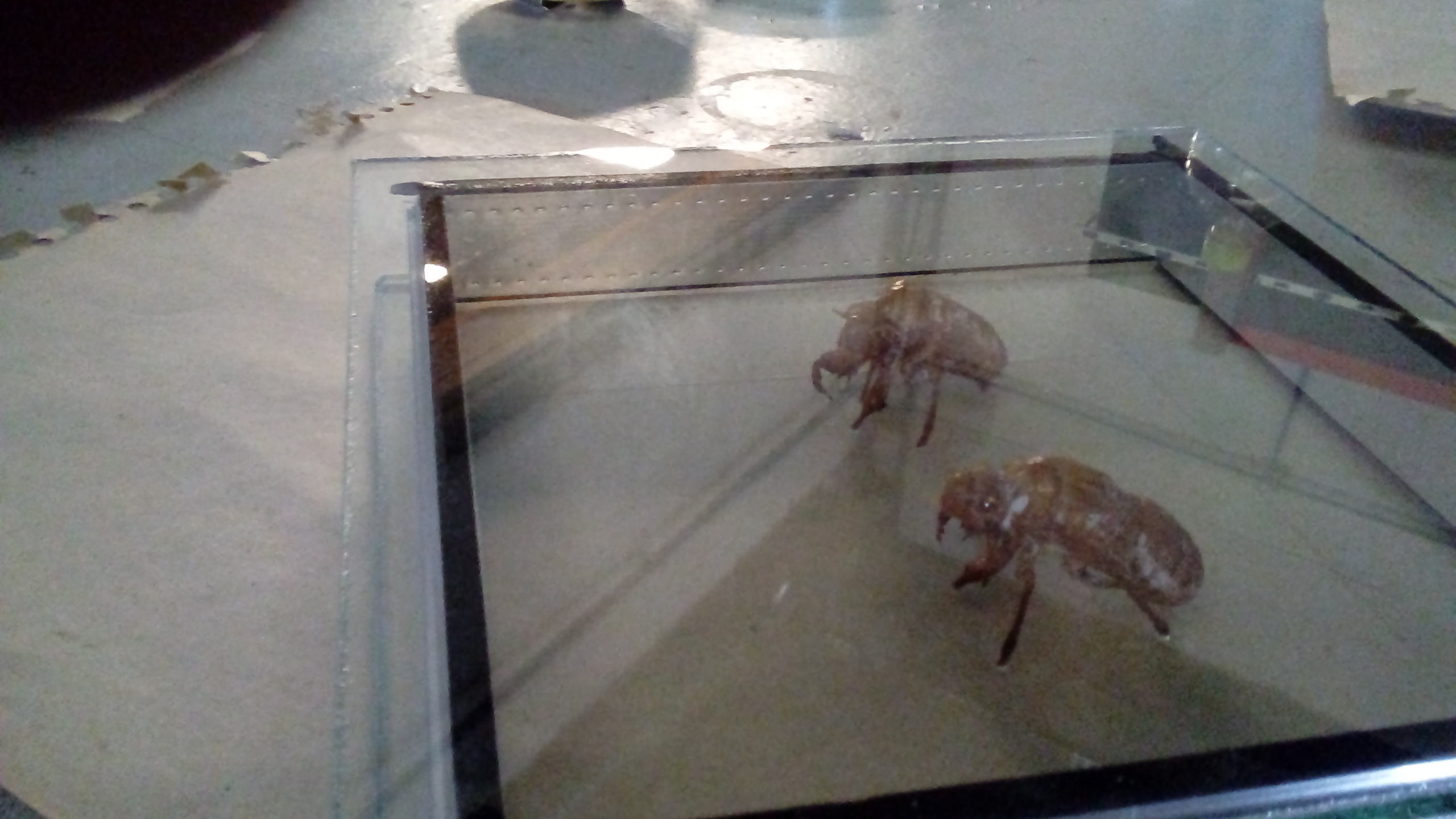 Retablo