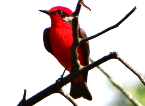 Más aves en las zonas pobladas de Misiones