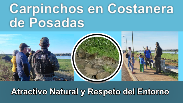 📸 Carpinchos en la Costanera de Posadas: un atractivo natural y un llamado al respeto del entorno