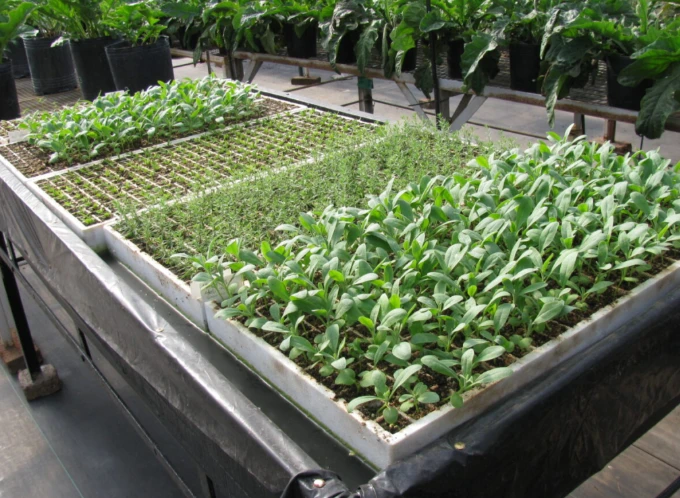 Misiones Cosecha Récord de Tabaco