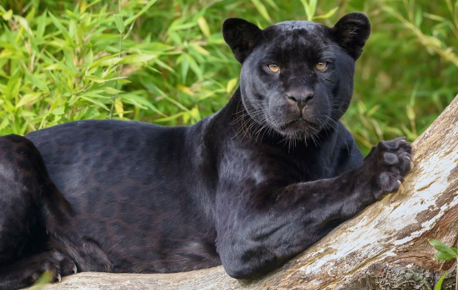 El Yaguareté Negro: ¡Tesoro Oculto de la Selva Misionera!
