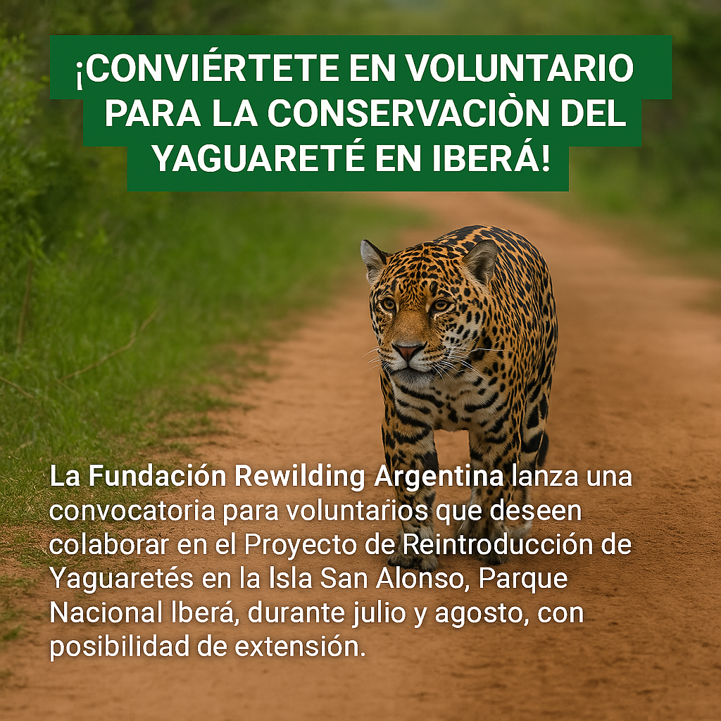 🐆 ¡Conviértete en Voluntario para la Conservación del Yaguareté en Iberá! 🌿