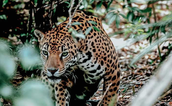 Misiones, Brasil y Paraguay: Alianza para proteger al Yaguareté