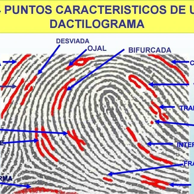 Muestra de puntos caracteristicos de un dactilograma