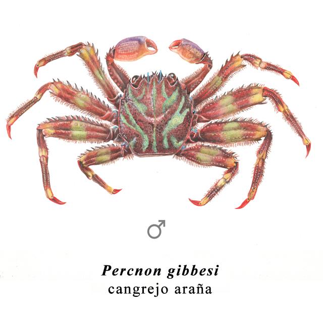 Acuarela -Lápiz acuarelable