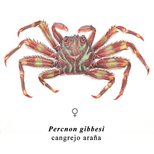 Acuarela - Lápiz Acuarelable
