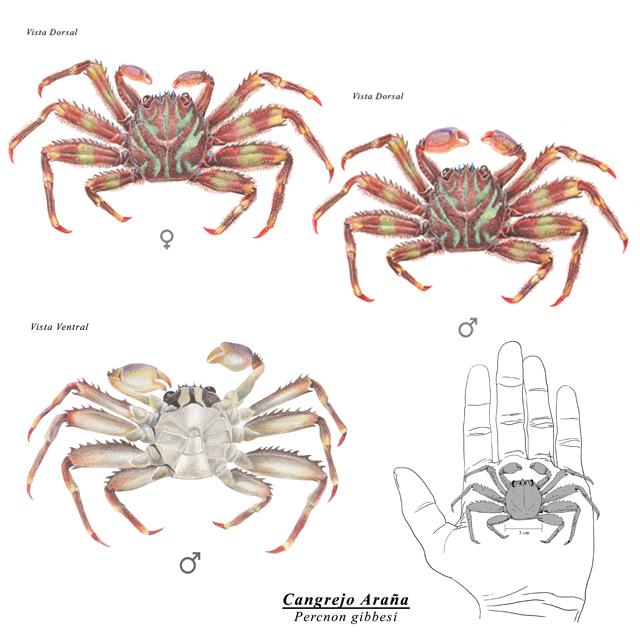 Acuarela -Lápiz acuarelable