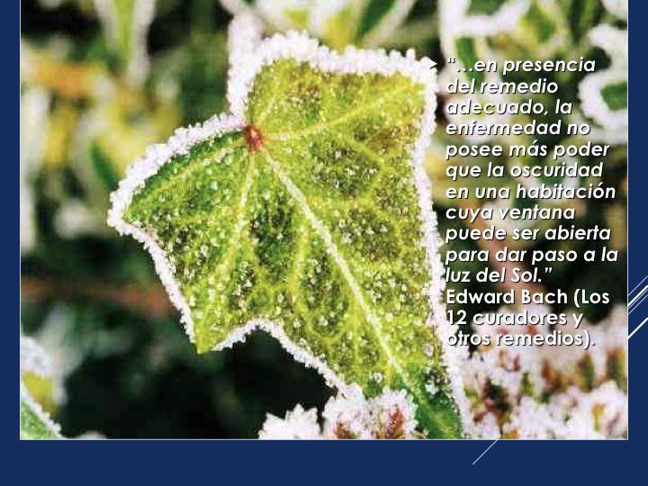 FLORES DE BACH