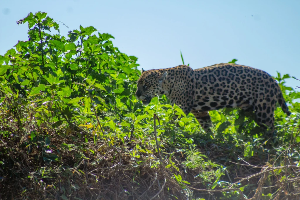 Pantanal - Viajes Salavjaes