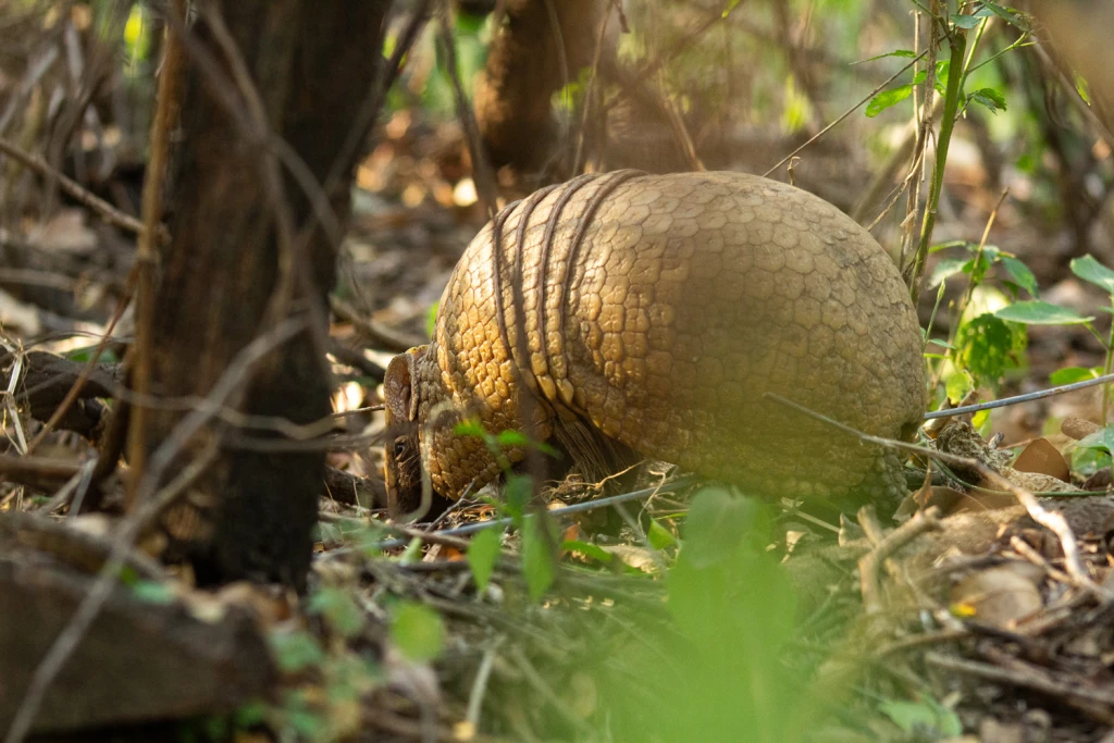 Ph: Virginia S. Barrientos