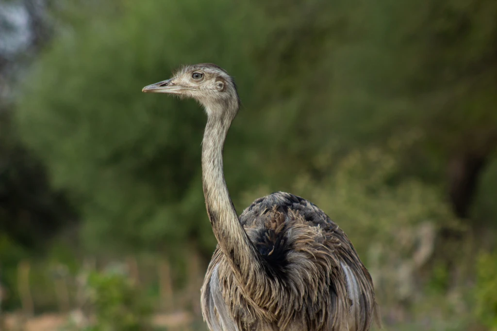Bañado la Estrella Viajes Salvajes