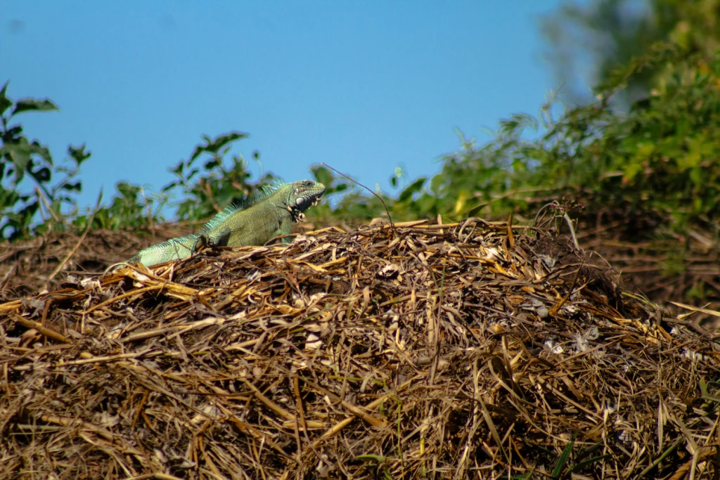 Pantanal - Viajes Salavjaes