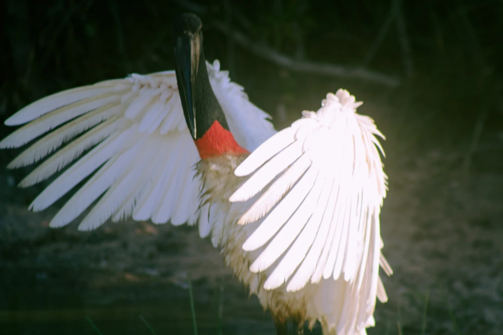 Pantanal - Viajes Salavjaes