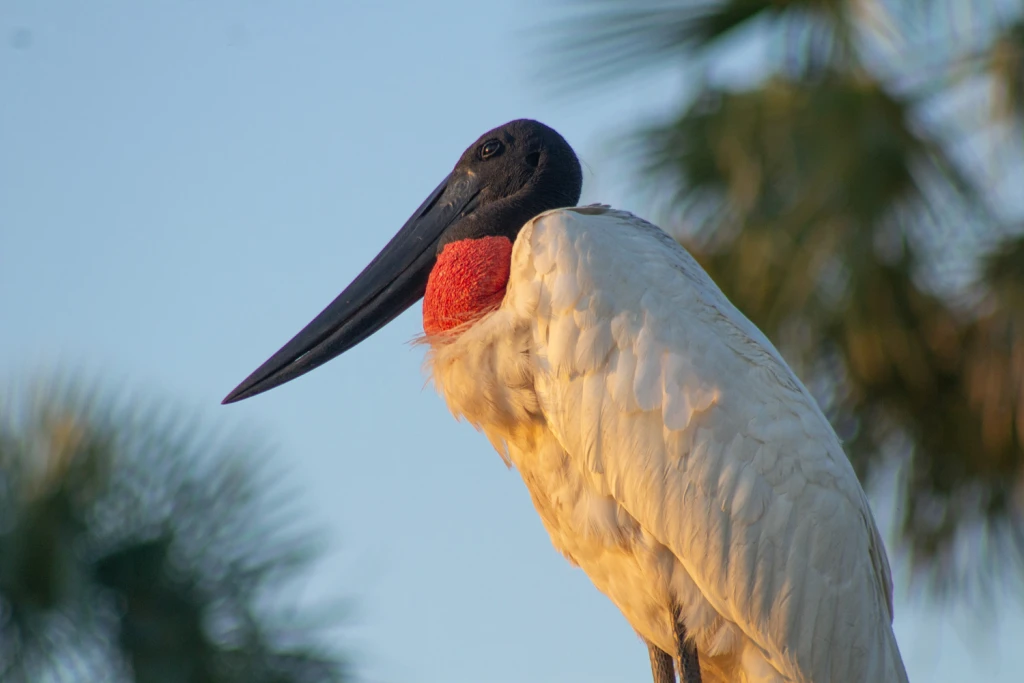 Bañado la Estrella Viajes Salvajes