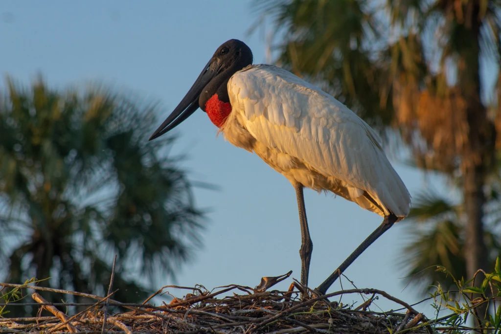 Bañado la Estrella Viajes Salvajes