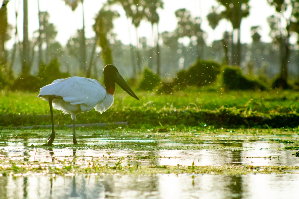 Bañado la Estrella Viajes Salvajes