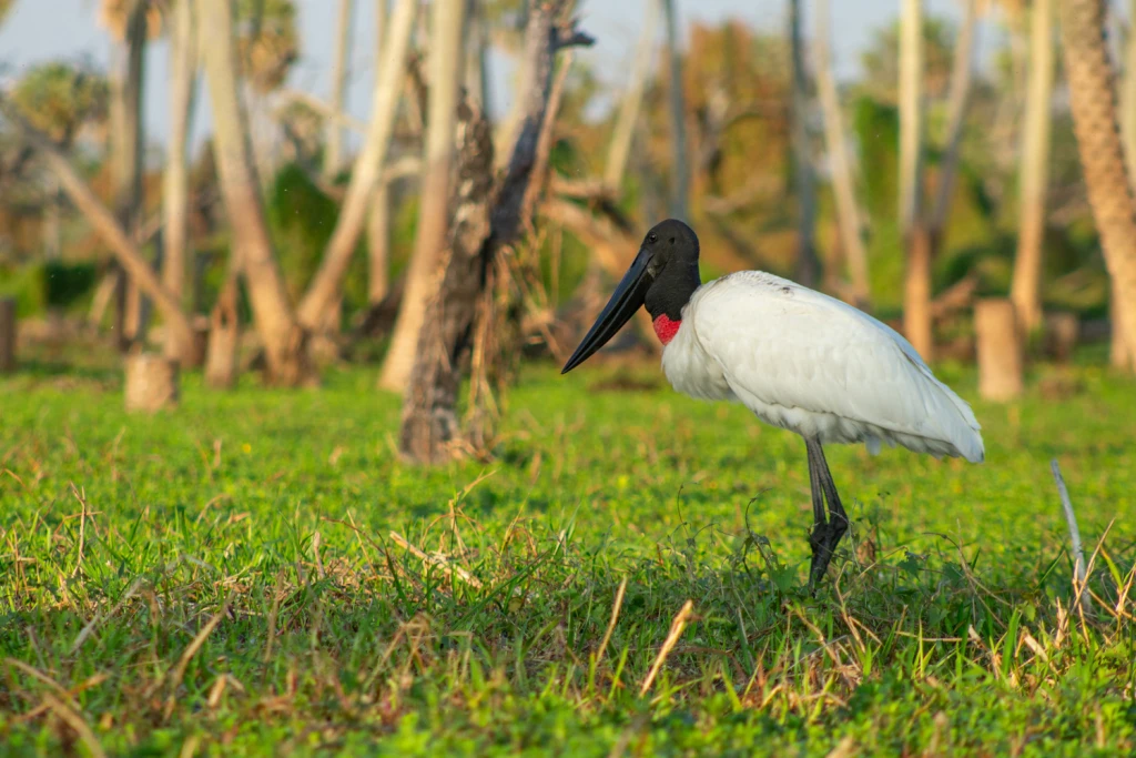 Travesía Impenetrable y Bañado la Estrella - Viajes Salvajes