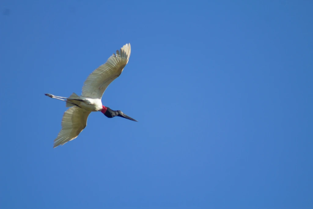 Pantanal - Viajes Salavjaes