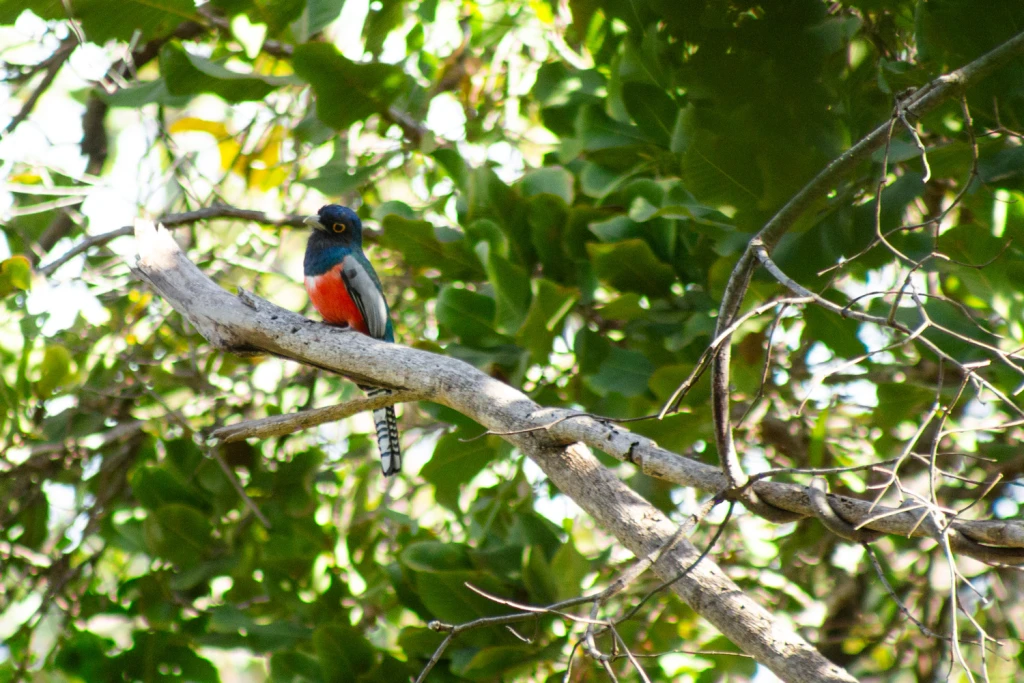 Pantanal - Viajes Salavjaes