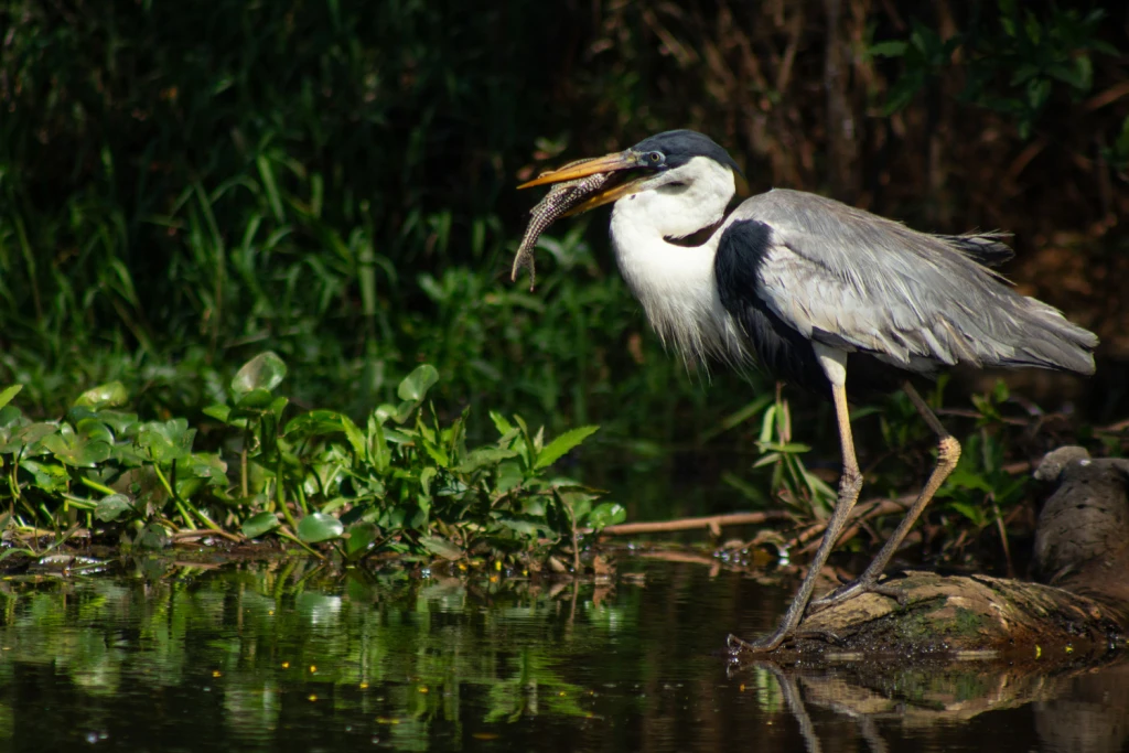 Pantanal - Viajes Salavjaes