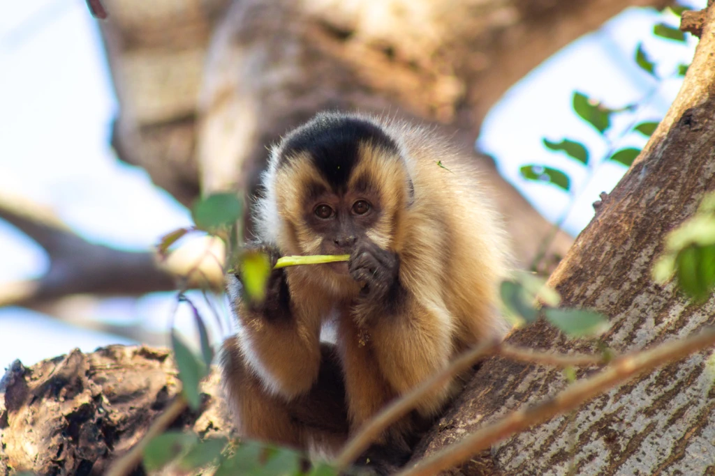 Pantanal - Viajes Salavjaes