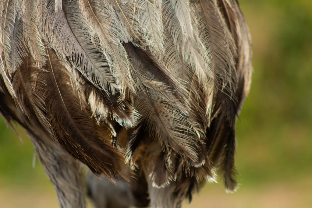 Travesía Impenetrable y Bañado la Estrella - Viajes Salvajes