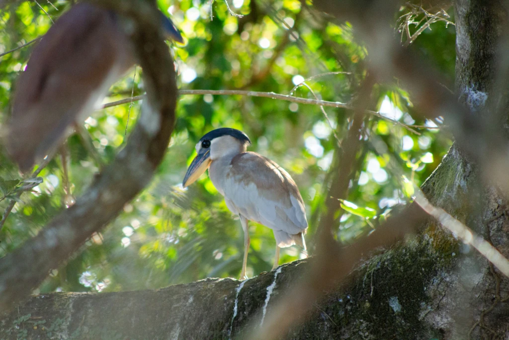 Pantanal - Viajes Salavjaes