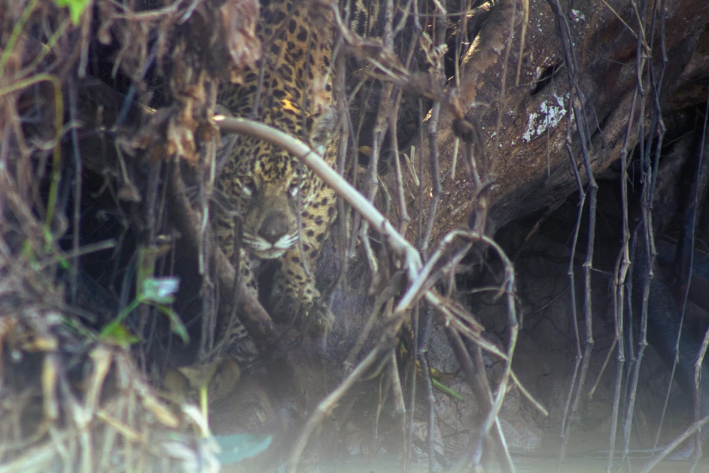 Pantanal - Viajes Salavjaes