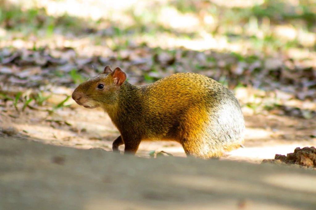 Pantanal - Viajes Salavjaes