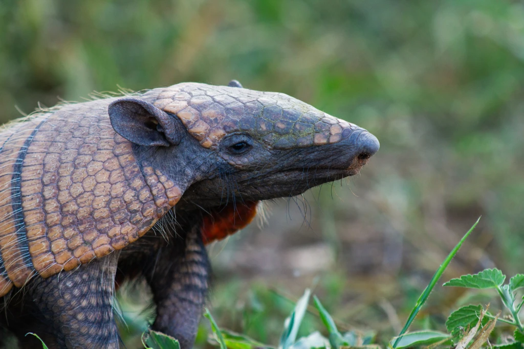 Pantanal - Viajes Salavjaes