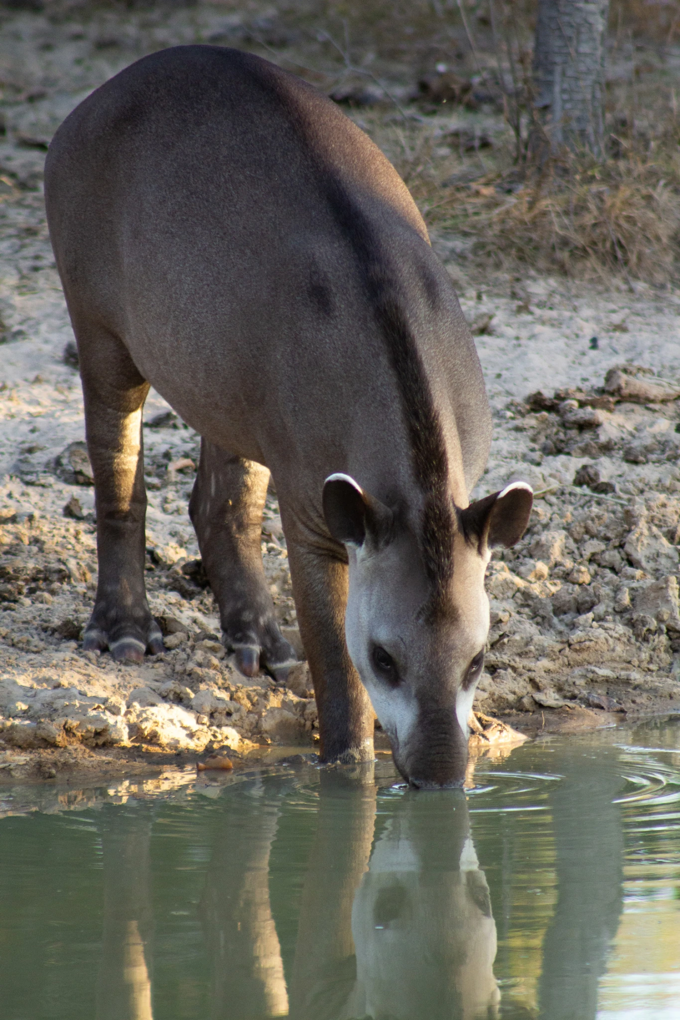Pantanal - Viajes Salavjaes