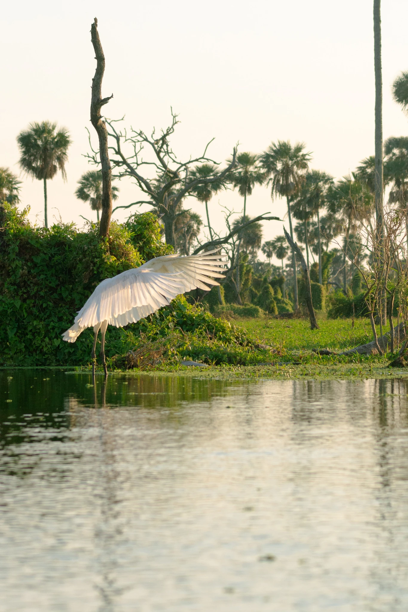 Travesía Impenetrable y Bañado la Estrella - Viajes Salvajes