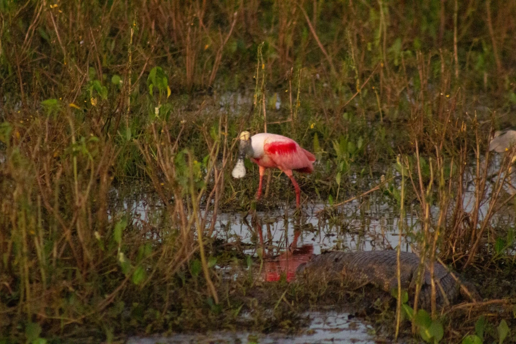 Pantanal - Viajes Salavjaes