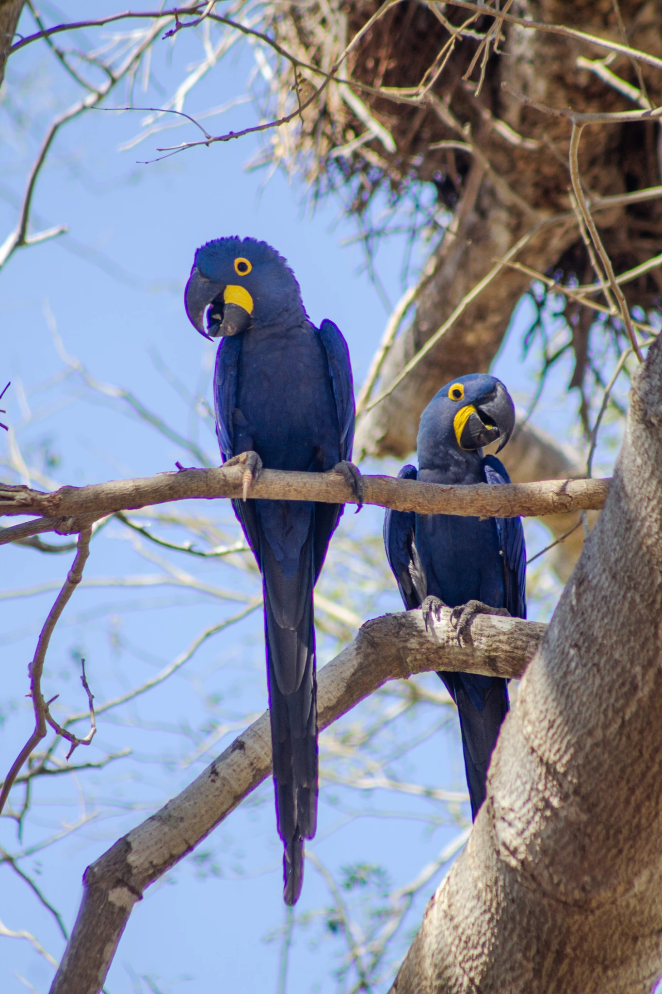 Pantanal - Viajes Salavjaes