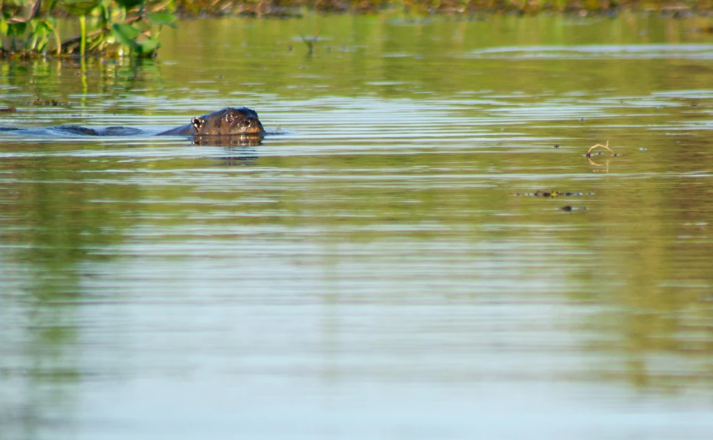 Pantanal - Viajes Salavjaes