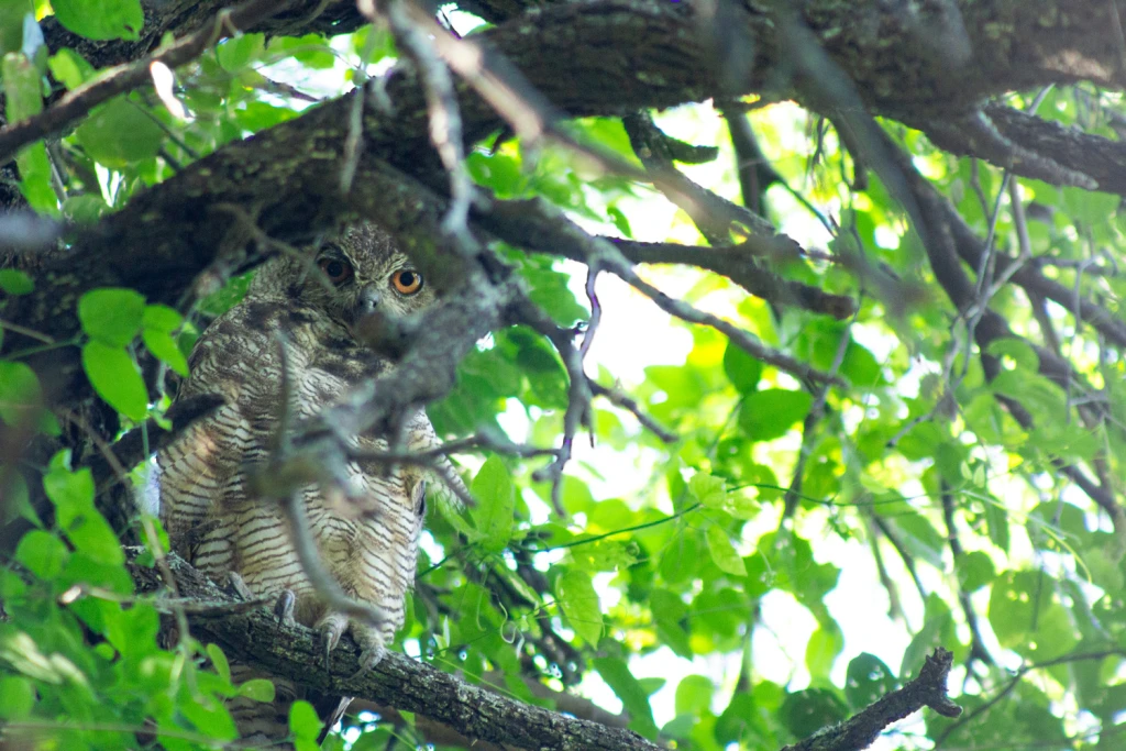 Ph: Virginia S. Barrientos