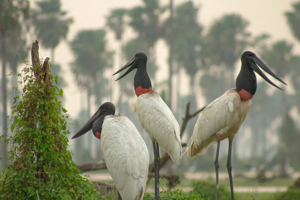 Bañado la Estrella Viajes Salvajes