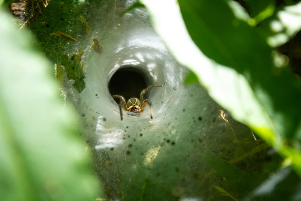 Ph: Virginia S. Barrientos