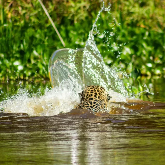 Pantanal - Viajes Salavjaes