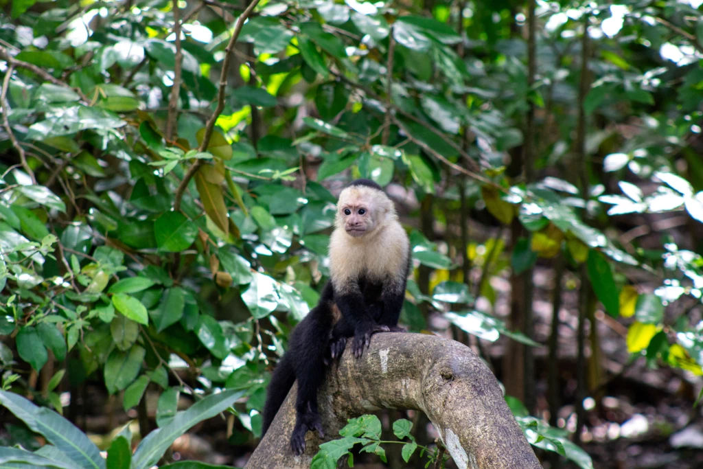 Costa Rica, Viajes Salvajes